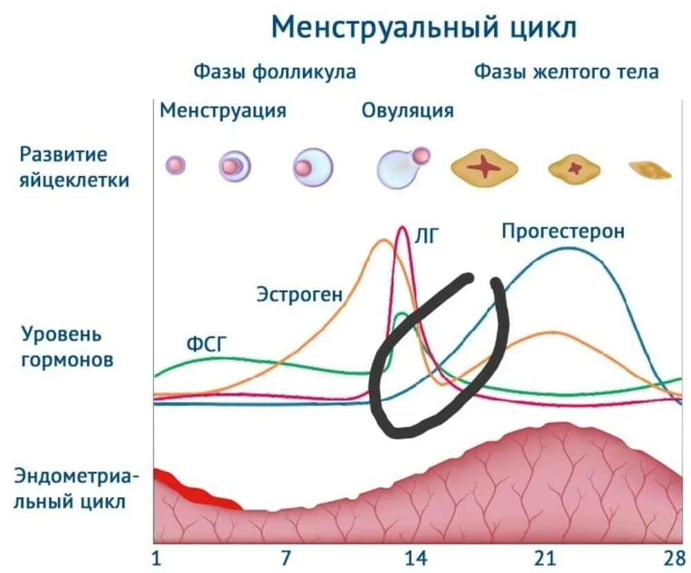 Второй цикл менструационного цикла