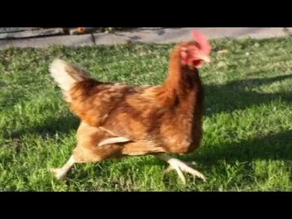Running chicken