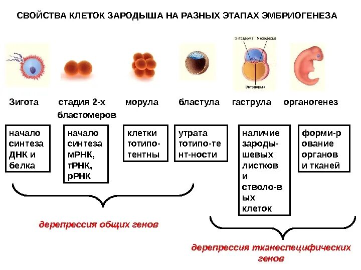 Стадии развития морула гаструла. Нейрулаблатула гаструла. Морула бластула гаструла. Стадии развития зародыша зигота морула бластула гаструла нейрула.