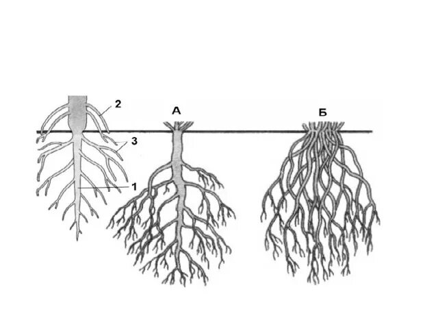 Сложная корневая система. Типы корневых систем. Корневые системы без подписей. Макет корневых систем.