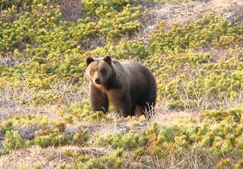 Бурый медведь в лесотундре. Бурый медведь в тундре. Бурый Камчатский медведь тундра. Кречмар заповедник. Какие медведи в тундре