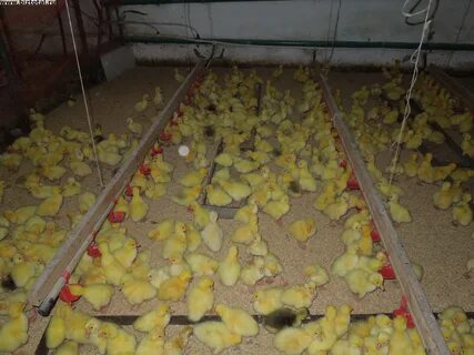 Инкубатор мечетинская ростовская область