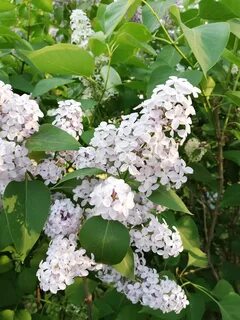 May spring