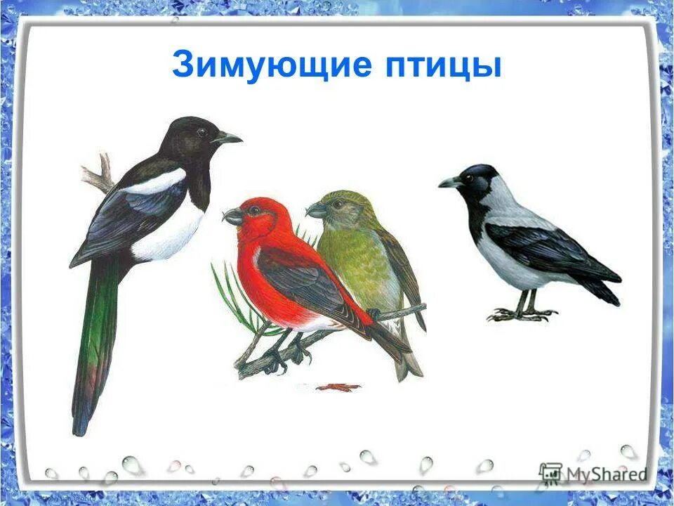 Изображение зимующих птиц. День зимующих птиц. Зимующие птицы презентация. Зимующие птицы. Покормите птиц зимой.