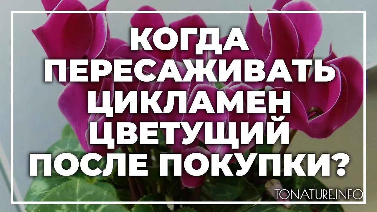 Цикламен пересадка после магазина. Цикламен когда пересаживать после магазина. Когдапересаживать цикламе. Цикламен пересадка после покупки.