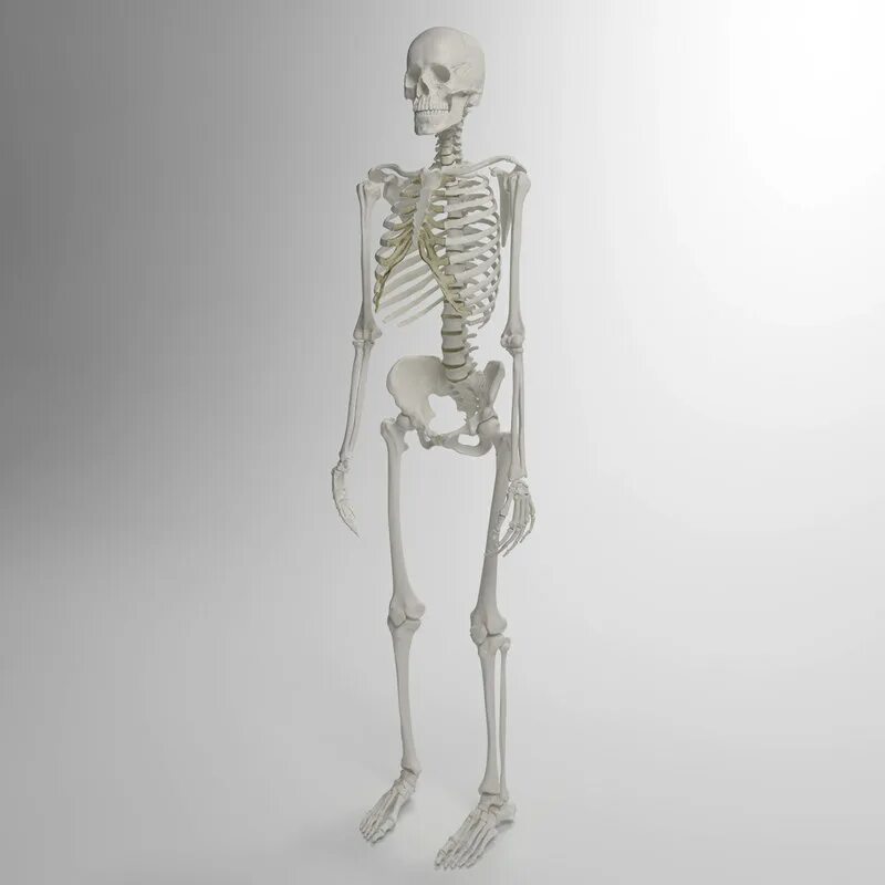 Скелет человека. Скелет 3д. Модель скелета. Скелет 3д модель.