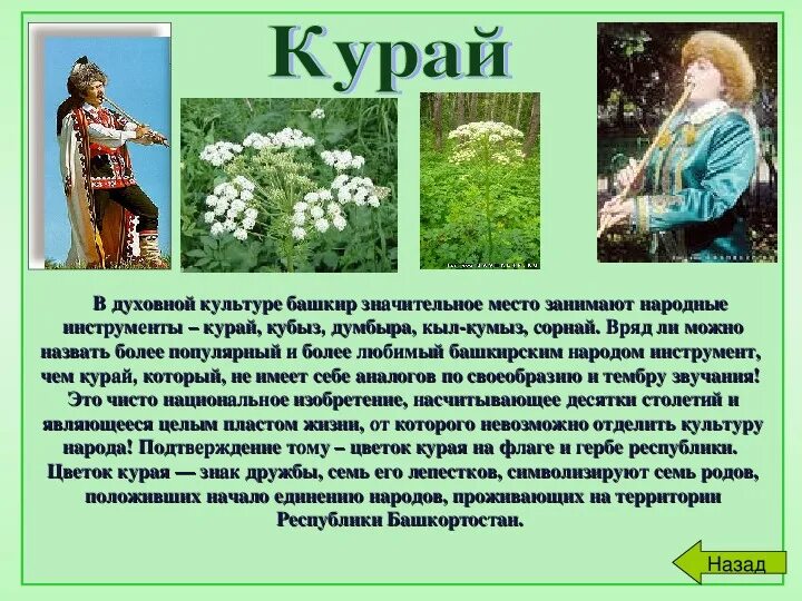 Курай инструмент. Цветок курая. Курай растение Башкирский. Курай кратко.