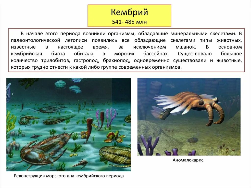 Где появились 1 организмы на земле. Кембрийский период животный мир таблица. Кембрий период. Кембрий организмы. Организмы кембрийского периода.