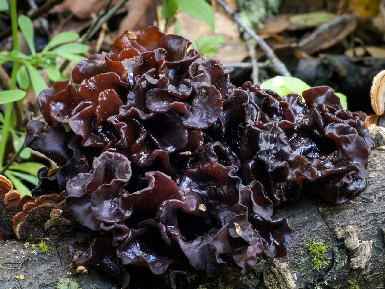 Тремелла листоватая. Дрожалка листоватая. Гриб Tremella foliacea. Китайские грибы муэр.