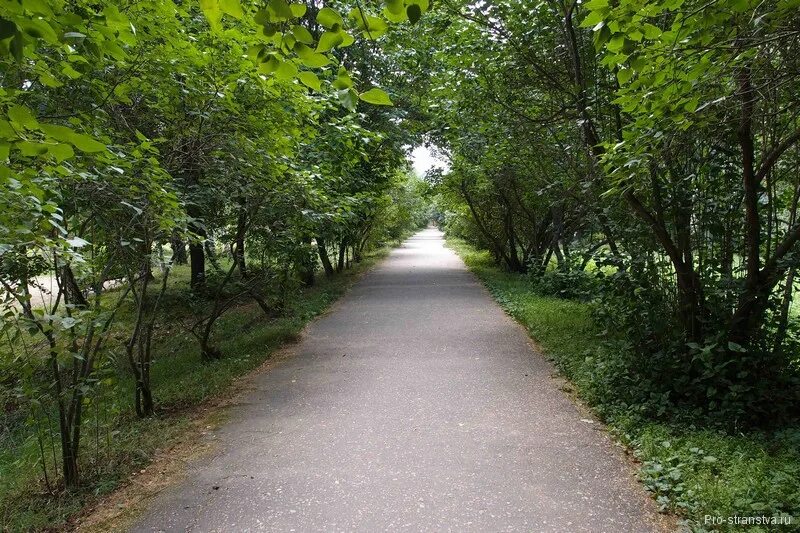 чехов город московская. аллея славы чехов. сквер антона чехова москва. мелихово аллея. мелихово аллея сирени.