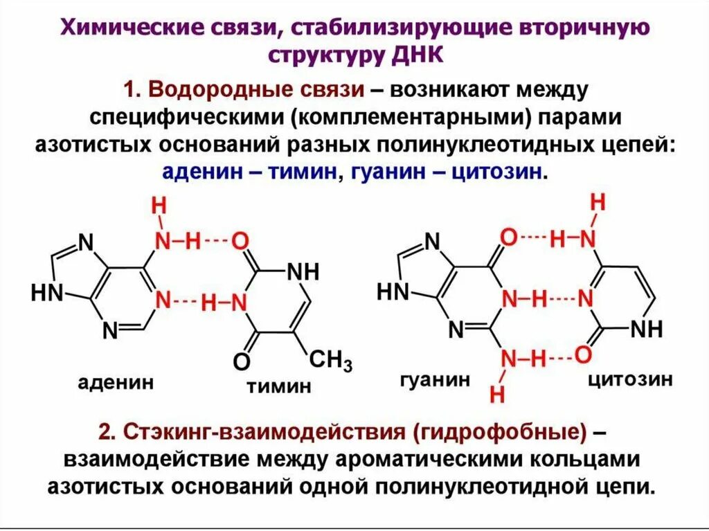 Связи в нуклеиновых кислотах. Нуклеиновые кислоты структура комплементарность. Структура нуклеотидных кислот. Химические связи между нуклеотидами в РНК. Комплементарные цепи нуклеиновых кислот.