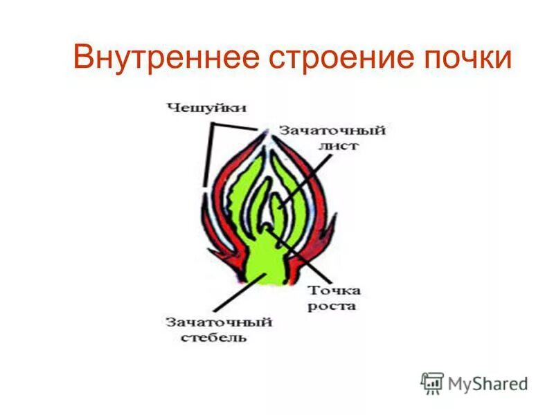 Строение почки биология. Внутреннее строение почки 6 класс. Внутреннее строение почки 6 класс. Внутреннее строение почки 6 класс. Строение генеративной почки почки 6 класс биология.