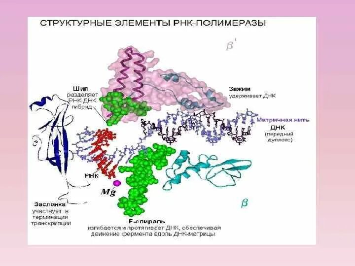 Фермент РНК полимераза. Исходный продукт синтеза РНК ферментом РНК полимераза. Фермент РНК-зависимая ДНК-полимераза. ДНК полимераза и РНК полимераза.