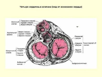 Какую функцию выполняют клапаны