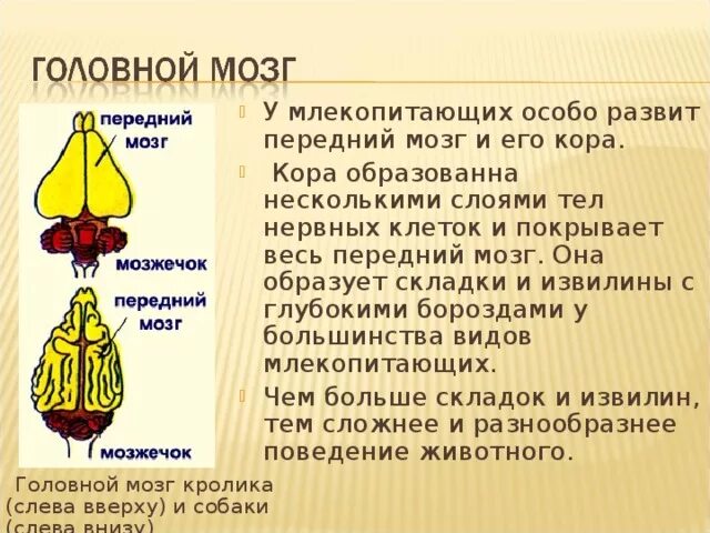 Отделы входящие в состав головного мозга млекопитающих. Головной мозг млекопитающих состоит из. Функции мозга млекопитающих. Передний мозг млекопитающих.