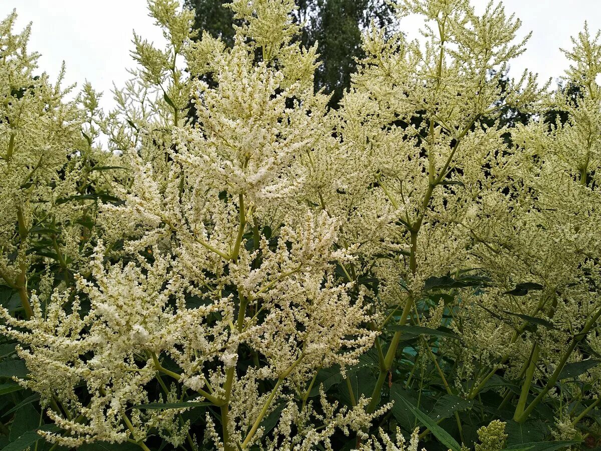 Горец изменчивый фото. Горец полиморфный. Горец изменчивый (Polygonum polymorpha). Горец изменчивый (Polygonum polymorpha);3. Persicaria polymorpha.