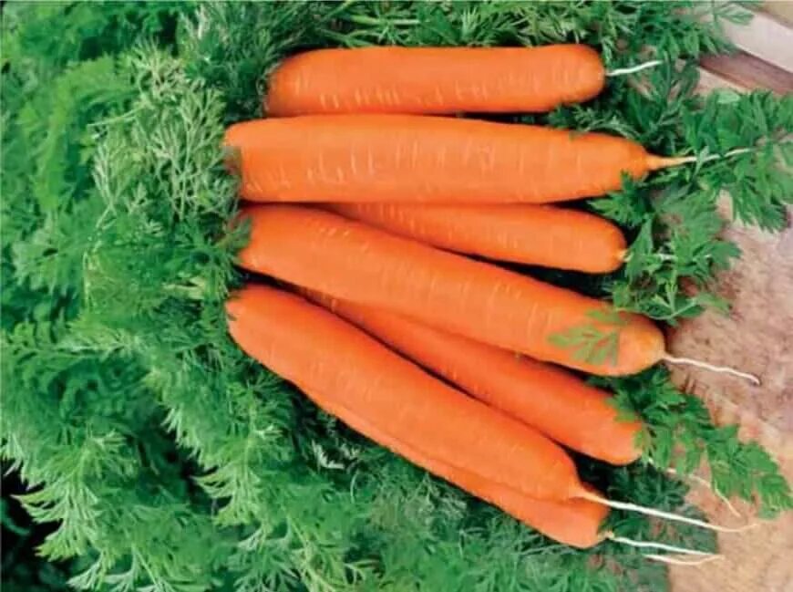 Морковь имя существительное. Распределить имена существительные по группам. Морковь сорт ахтубинская. Морковь на рынке. Морковка для презентации.