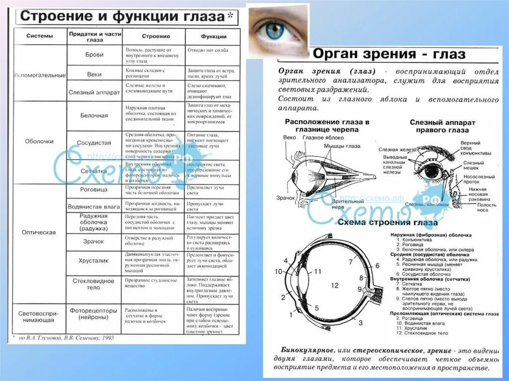 Тест по биологии глаз. Строение и функции глаза таблица. Строение глаза таблица структура строение функции. Таблица строение глаза 8 класс биология. Таблица структура глаза строение функции.