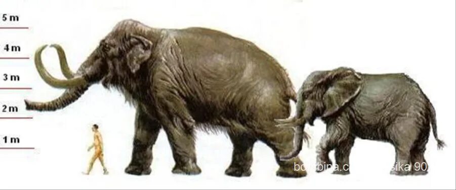 Мамонт является млекопитающим. Шерстистый мамонт рост. mammuthus sungari. мастодонт мамонт слон сравнение. шерстистый мамонт и человек.