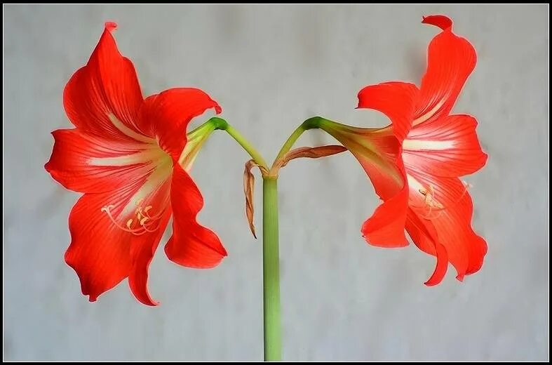 Цветок похож на лилию на толстом стебле. Гиппеаструм амариллис оранжевый. Цветок гиппеаструм амариллис. Лилия гиппеаструм цветок. Амариллис белладонна.