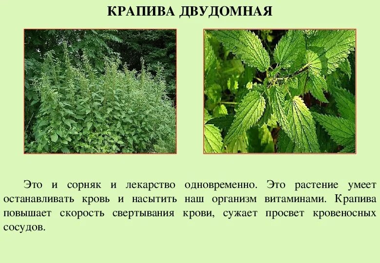Крапива какое слово