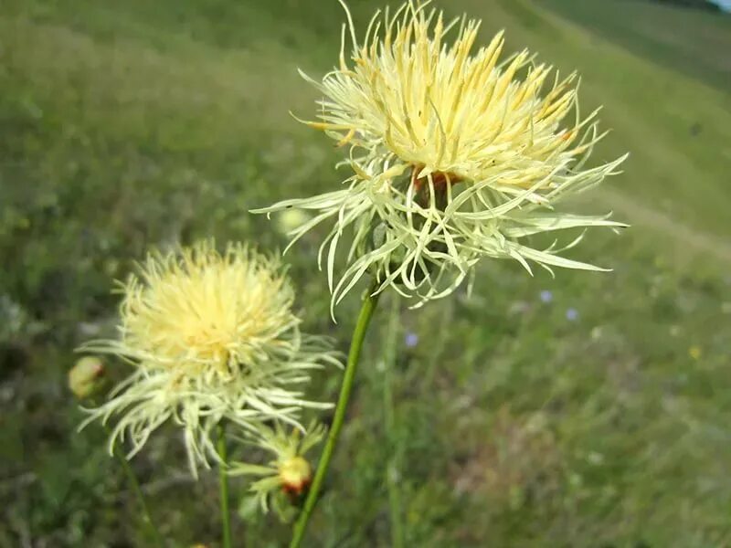 василек талиева - centaurea taliewii. василек талиева - centaurea taliewii. василек талиева в заповеднике черные земли. василек русский (centaurea ruthenica),. василек русский (centaurea ruthenica),.