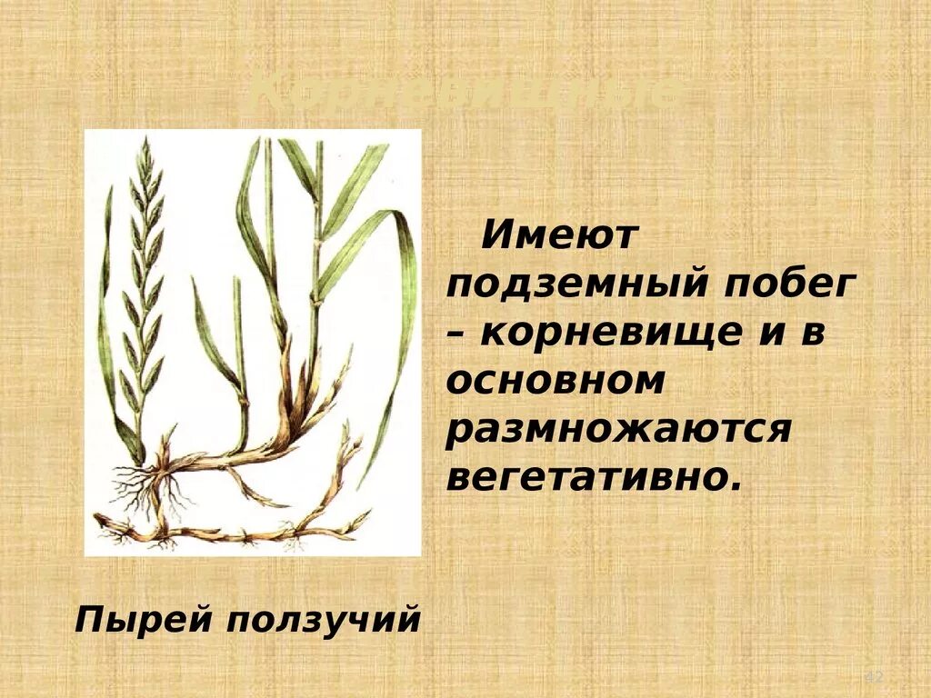 Подземными побегами являются корневища. Подземными побегами являются корневища