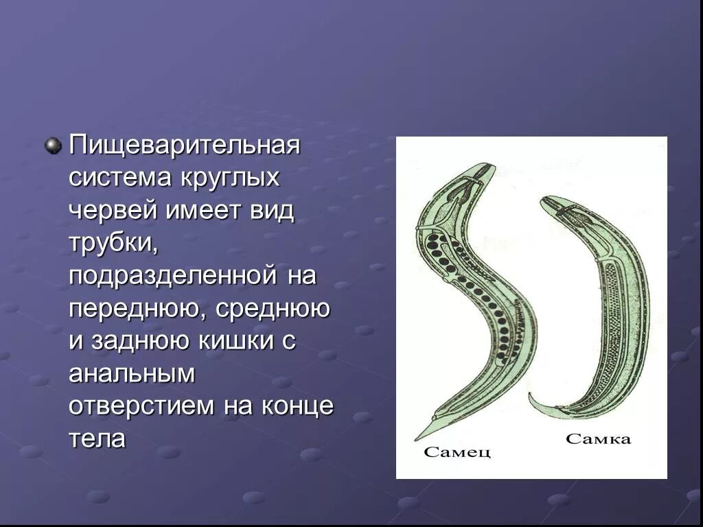 Тип круглые черви пищеварительная. Пищеварительная круглых червей. Пищеварительная система круг. Пищеварительная система круглых. Пищеварение круглых червей.