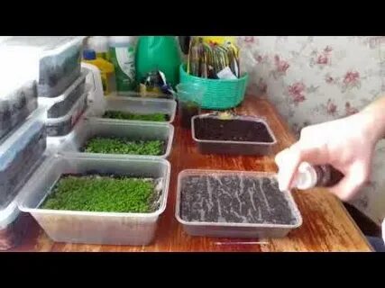 Как правильно вырастить лобелию