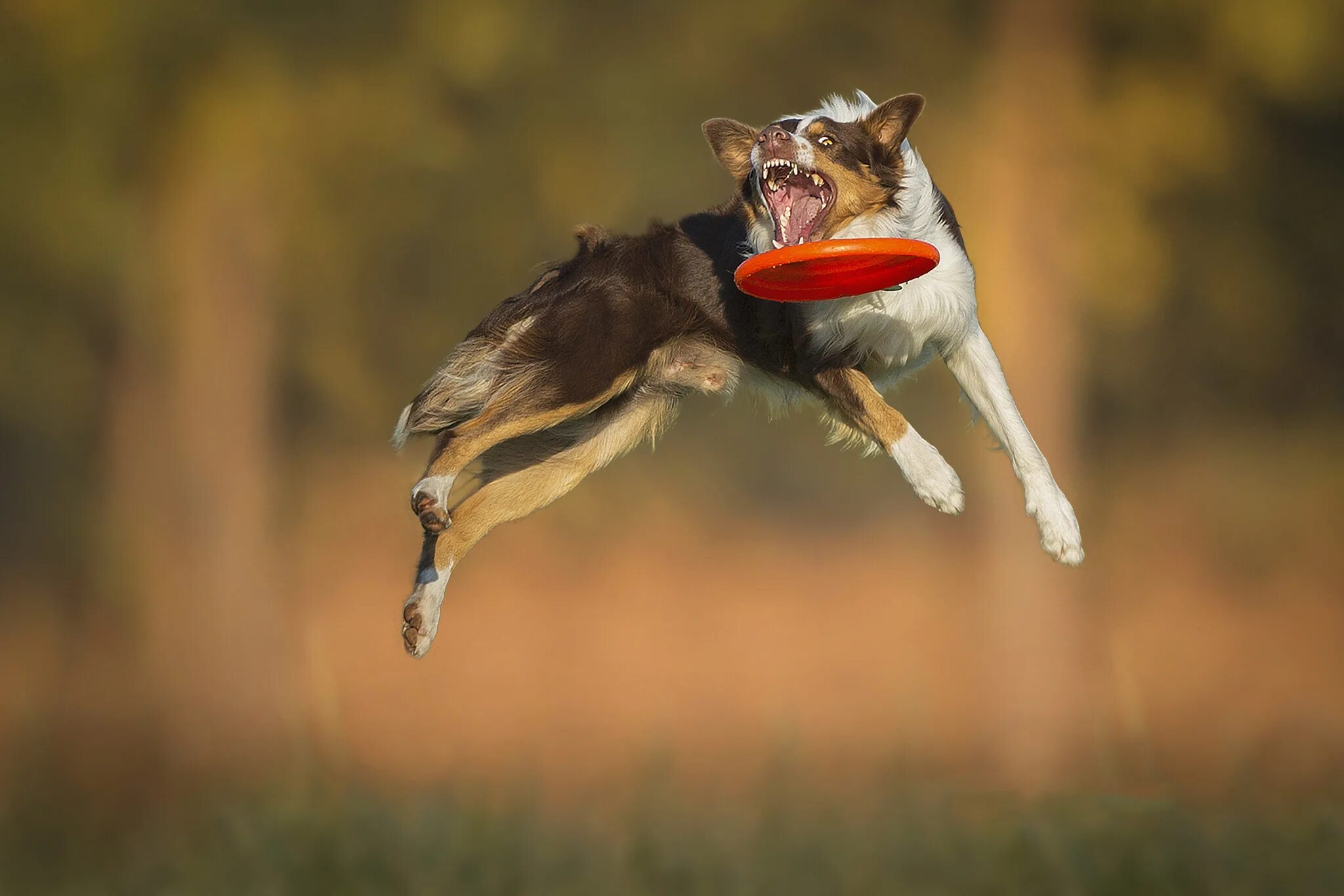 Dog jumping. Собака в движении. Малинуа фрисби. Dog jumping. Dog jumping.