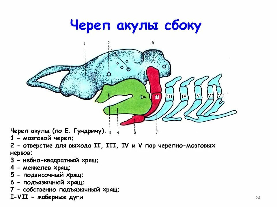 Головной мозг акулы. Эволюция черепа позвоночных. Эволюция висцерального черепа позвоночных. Череп акулы строение. Появление челюстей у позвоночных