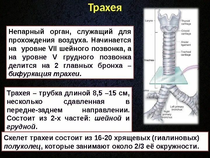 Скелет трахеи состоит из. Трахея делится на. Хрящи трахеи. Бифуркация трахеи. Длина трахеи