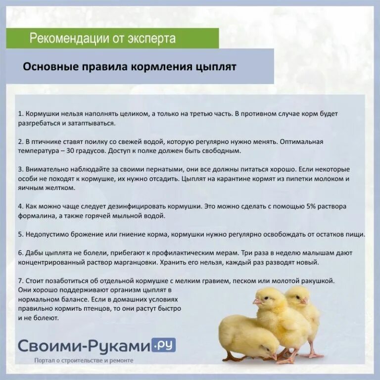 Пропойка цыплят с первого дня. Схема кормления цыплят бройлеров кормом. Схема кормления суточных цыплят. Схема пропойки суточных цыплят несушек. Как кормить цыплят бройлеров в домашних.