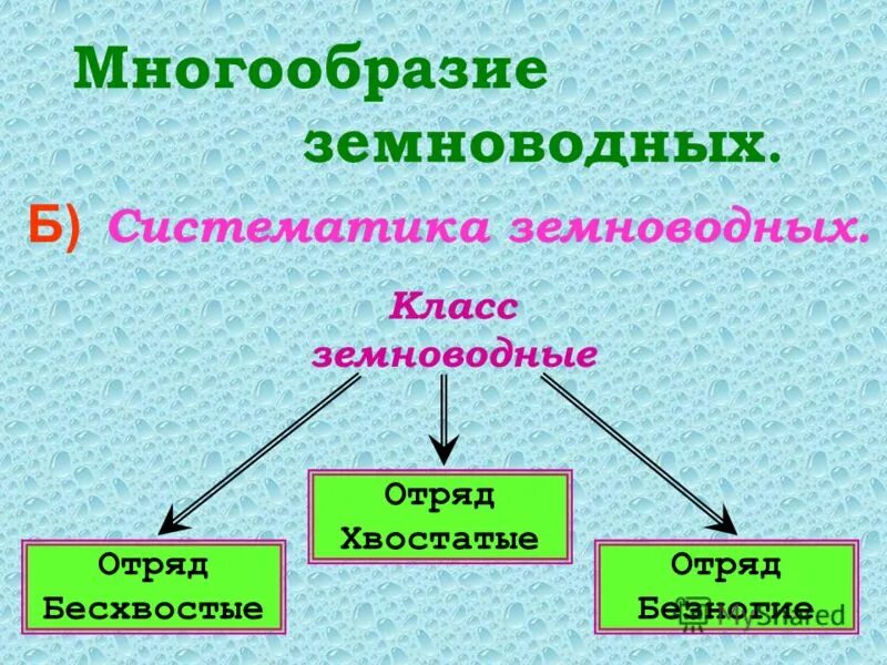 систематика амфибий