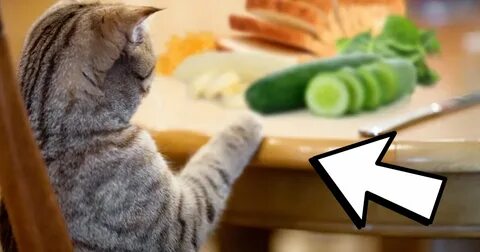 Cats can be