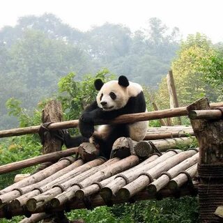 Visual pandas