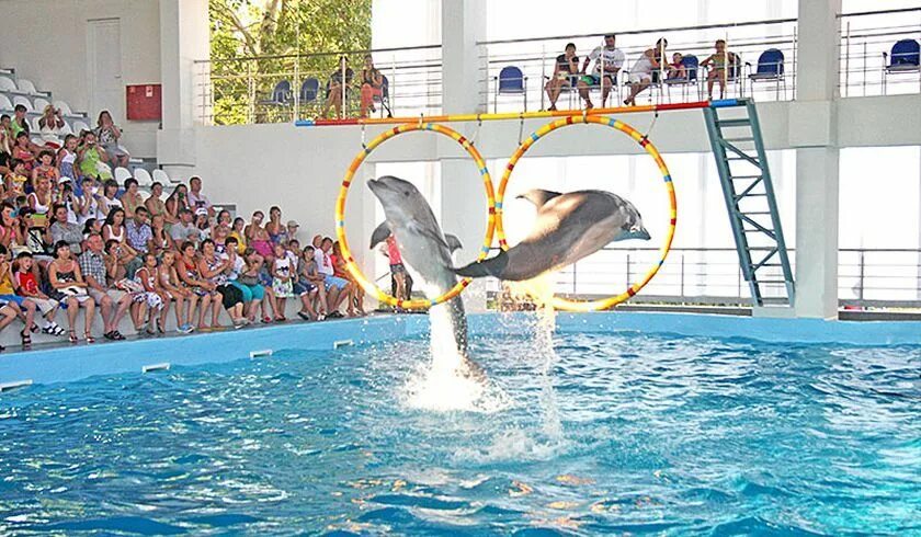 Дельфинотерапия лазаревское морская звезда. Лазаревское сочи дельфины. Дельфинарий морская звезда в лазаревском официальный сайт. Дельфинарий морская звезда в лазаревском официальный сайт. Дельфинарий сочи лазаревское.