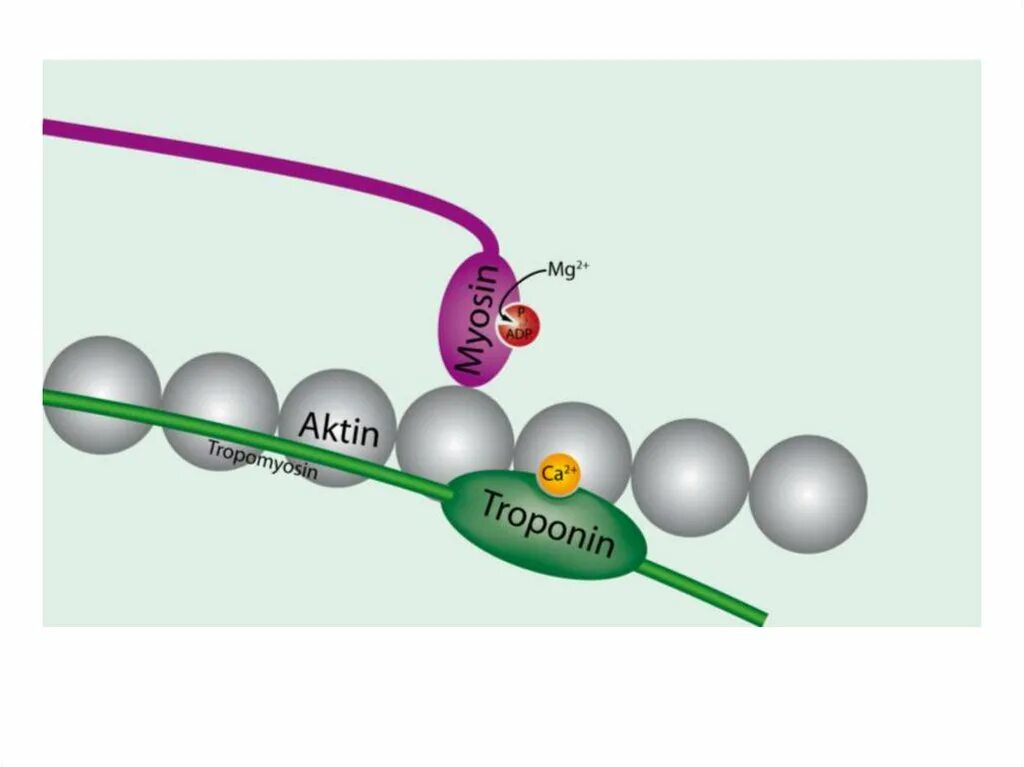 Актино. Тропонин тропомиозин физиология. Тропонин и тропомиозин в механизме мышечного сокращения. Молекула тропонина. Актин миозиновые мостики.