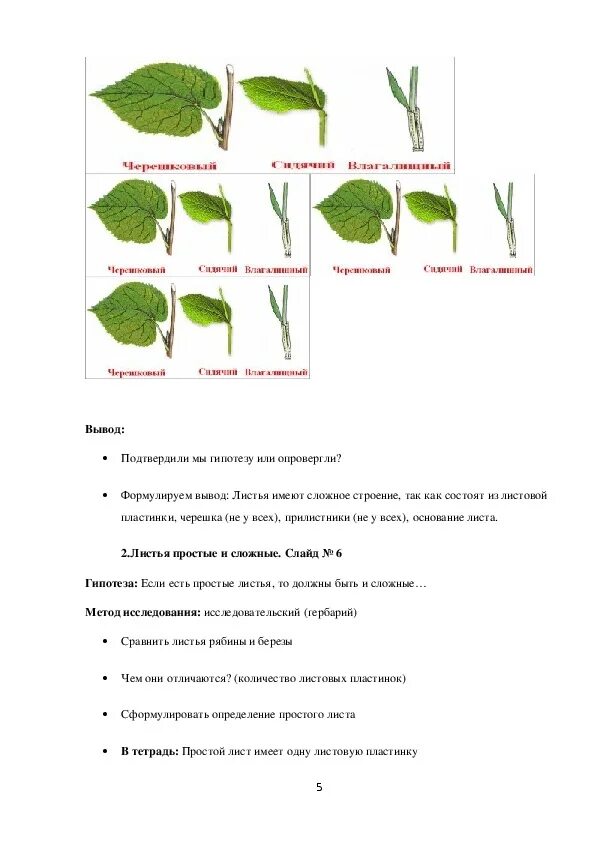 Типы листьев 6 класс биология. Лист часть побега 6 класс. Конспект на тему лист. Конспект на тему побег 6 класс. Контрольная лист 6 класс биология