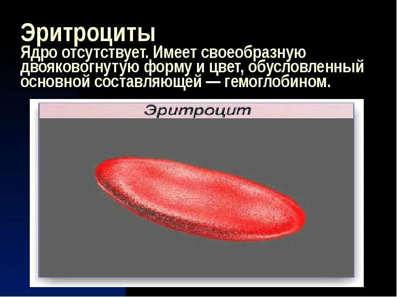 Зарисуйте эритроцит. Форма ядра эритроцита лягушки. эритроцит форма клетки наличие ядра человека лягушки. эритроцит форма и форма ядра. ядерные эритроциты.