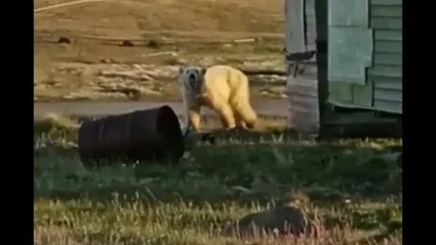 Спасем бел