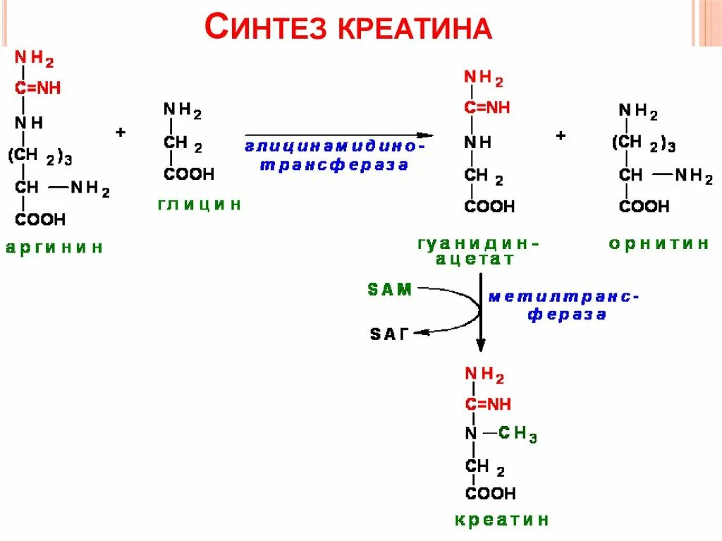 Синтез креатинина биохимия. Синтез креатинфосфата из креатина. Синтез креатина биохимия реакции. Синтез креатина из аргинина. Креатинин действие