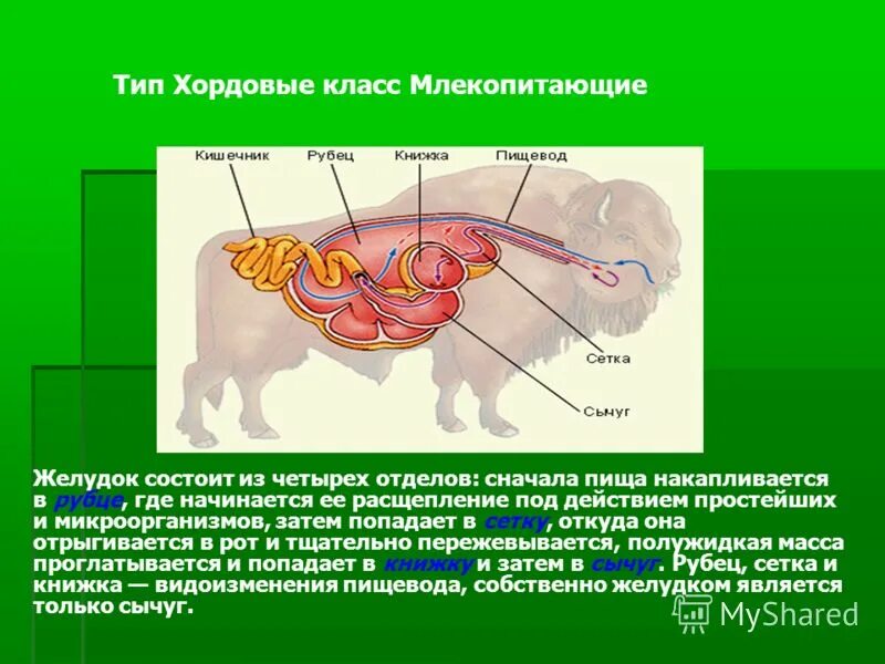 Пищеварительная система животных презентация. Пищеварительная система животных презентация