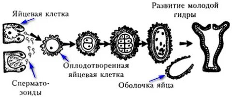 Бесполое размножение яйцеклетка половое размножение