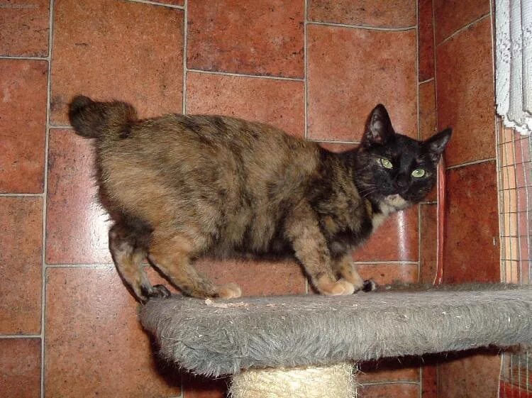 сиамская кошка хвост. кот курильский бобтейл. рингтейл кольцехвостая кошка. сиамская порода кошек. порода со сломанным хвостом.