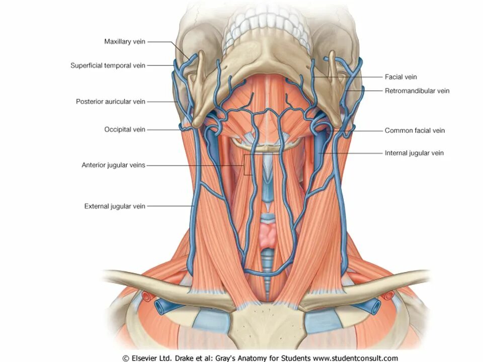 Внутренняя яремная Вена анатомия. Анатомия наружной яремной вены. Наружная яремная Вена анатомия. Лимфоузлы на языке