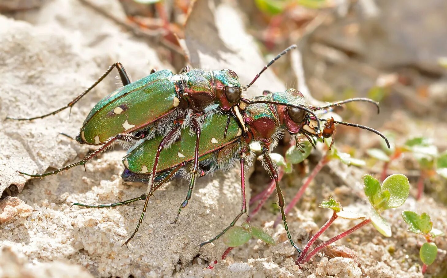 Cicindela Campestris. Скакун полевой. Жук зеленый скакун. Жук скакун полевой зеленый.