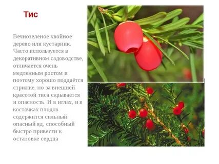 Хвойное вечнозеленое растение занесенное в красную книгу