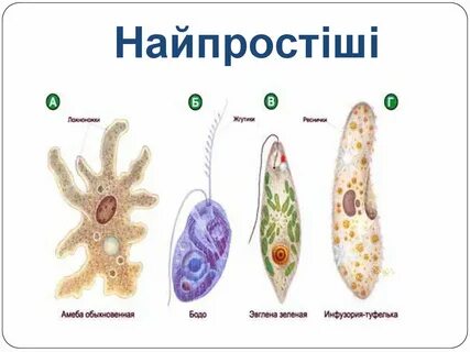 Среда обитания амебы и инфузории
