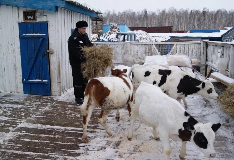 Продажа подсобных хозяйств. Подсобное хозяйство. Личного подсобного хозяйства. Подсобное хозяйство в деревне. Личное подсобное хозяйство (ЛПХ).